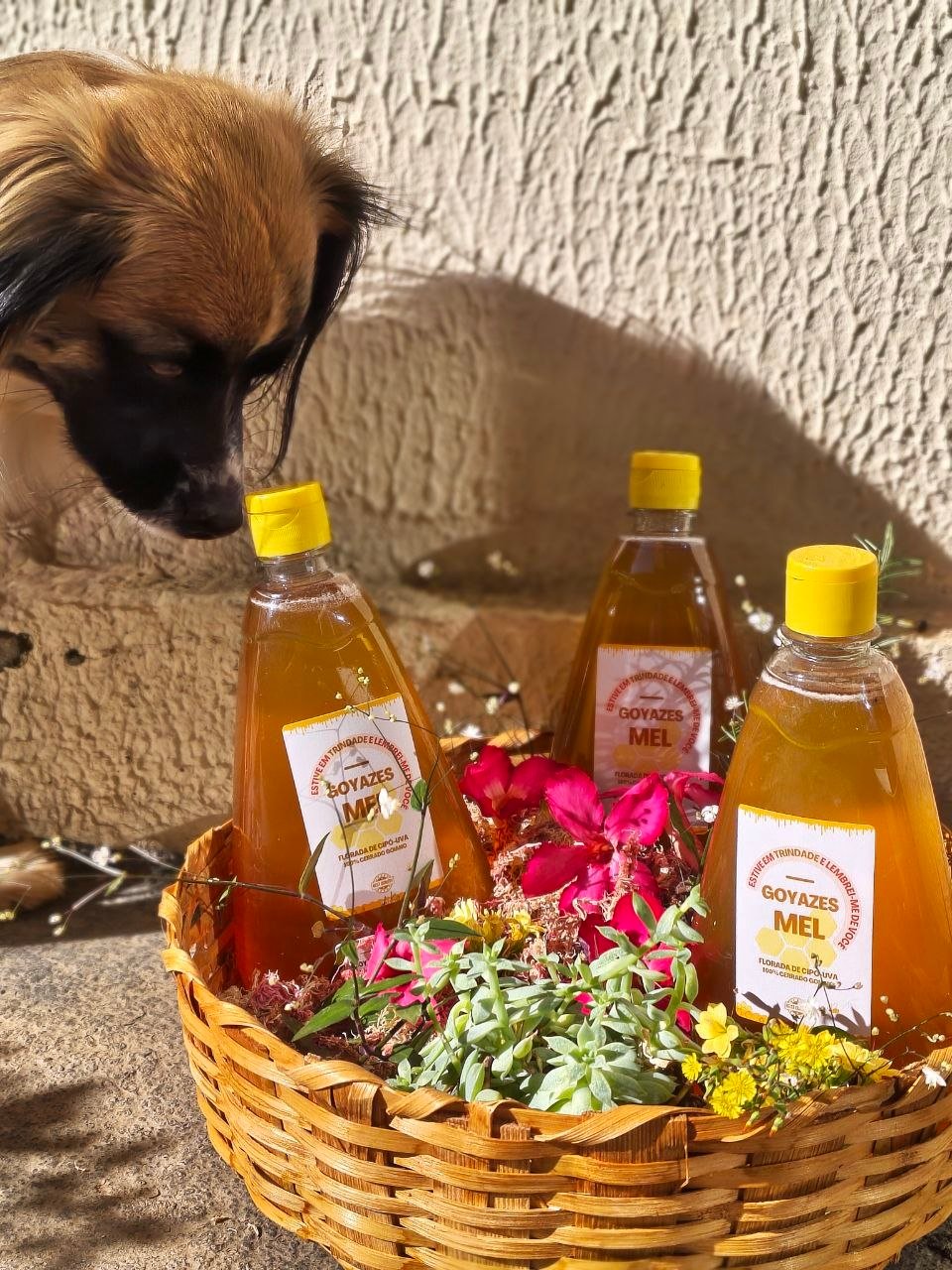 Mel Puro selo Goyazes - 500g - Imagem 9